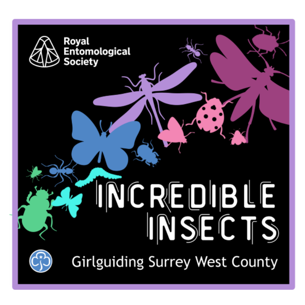 Incredible Insect badges